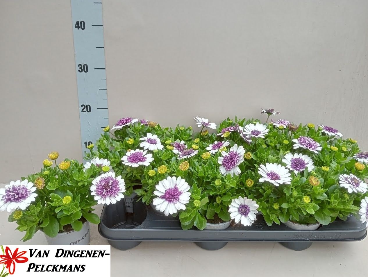 Горшечные цветы и растения оптом Osteo 3d Violet Ice от 12шт из Голландии с доставкой по России