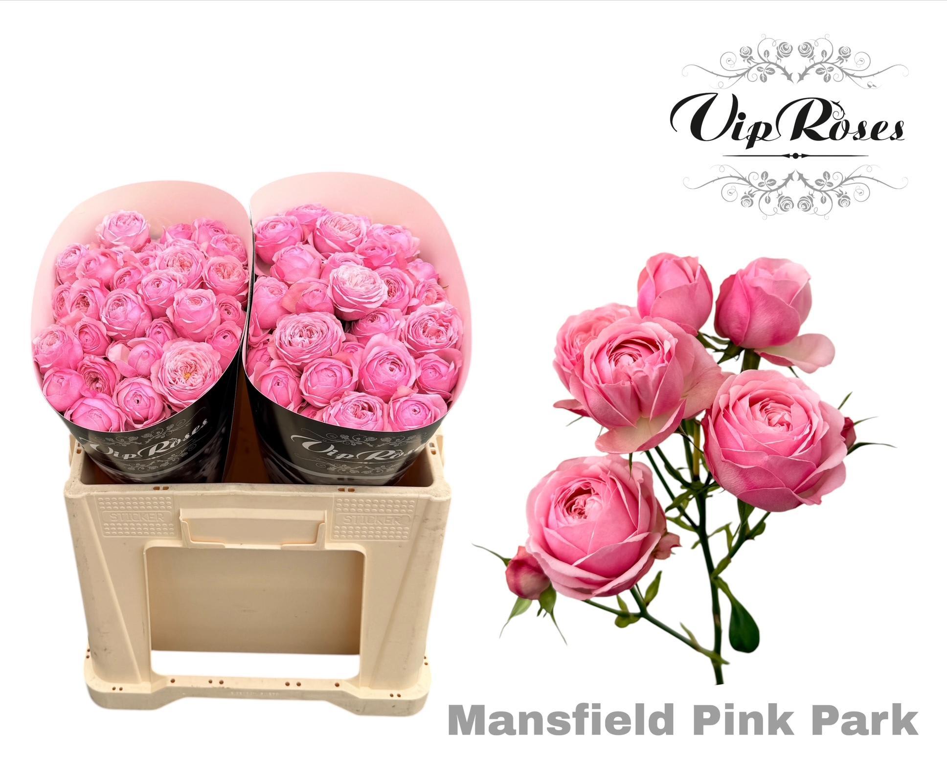 Срезанные цветы оптом Rosa spray mansfield pink park от 20шт из Голландии с доставкой по России