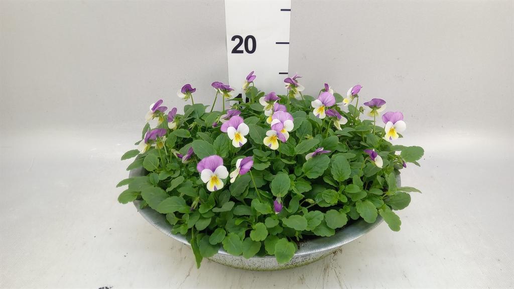 Горшечные цветы и растения оптом Viola Corn. evo Mini Pink Wing от 1шт (для телеги) из Голландии с доставкой по России