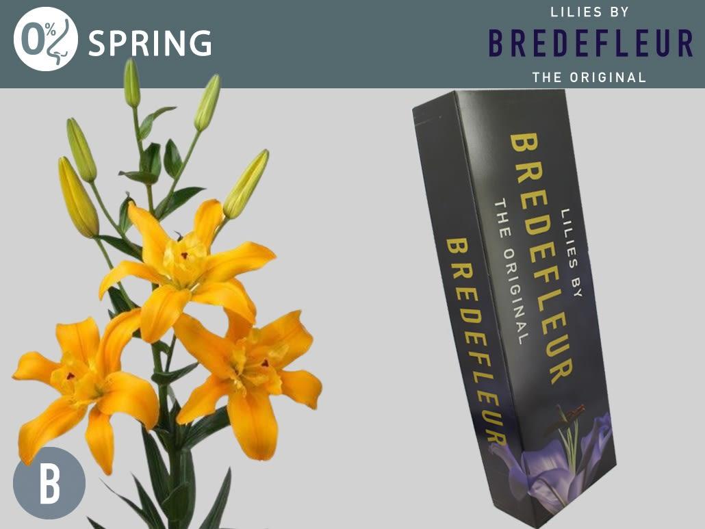 Срезанные цветы оптом Lilium la butterfly spring от 50шт. из Голландии с доставкой по России