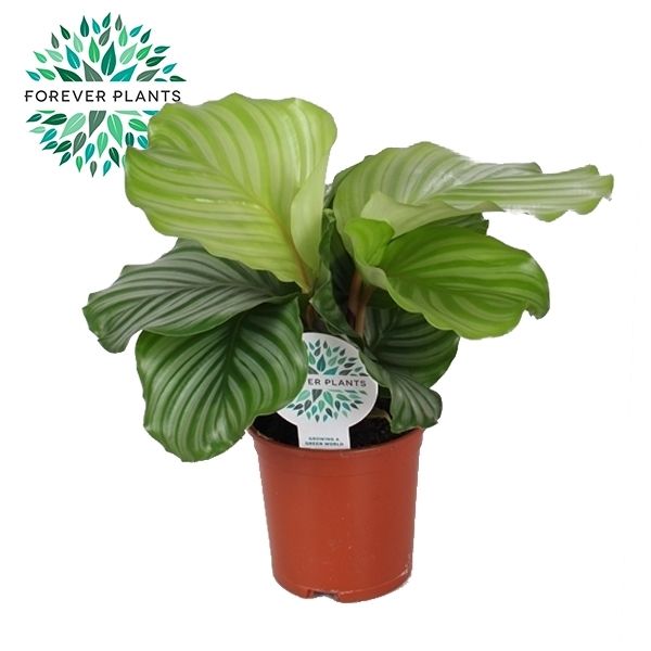 Горшечные цветы и растения оптом Calathea Orbifolia от 8шт из Голландии с доставкой по России