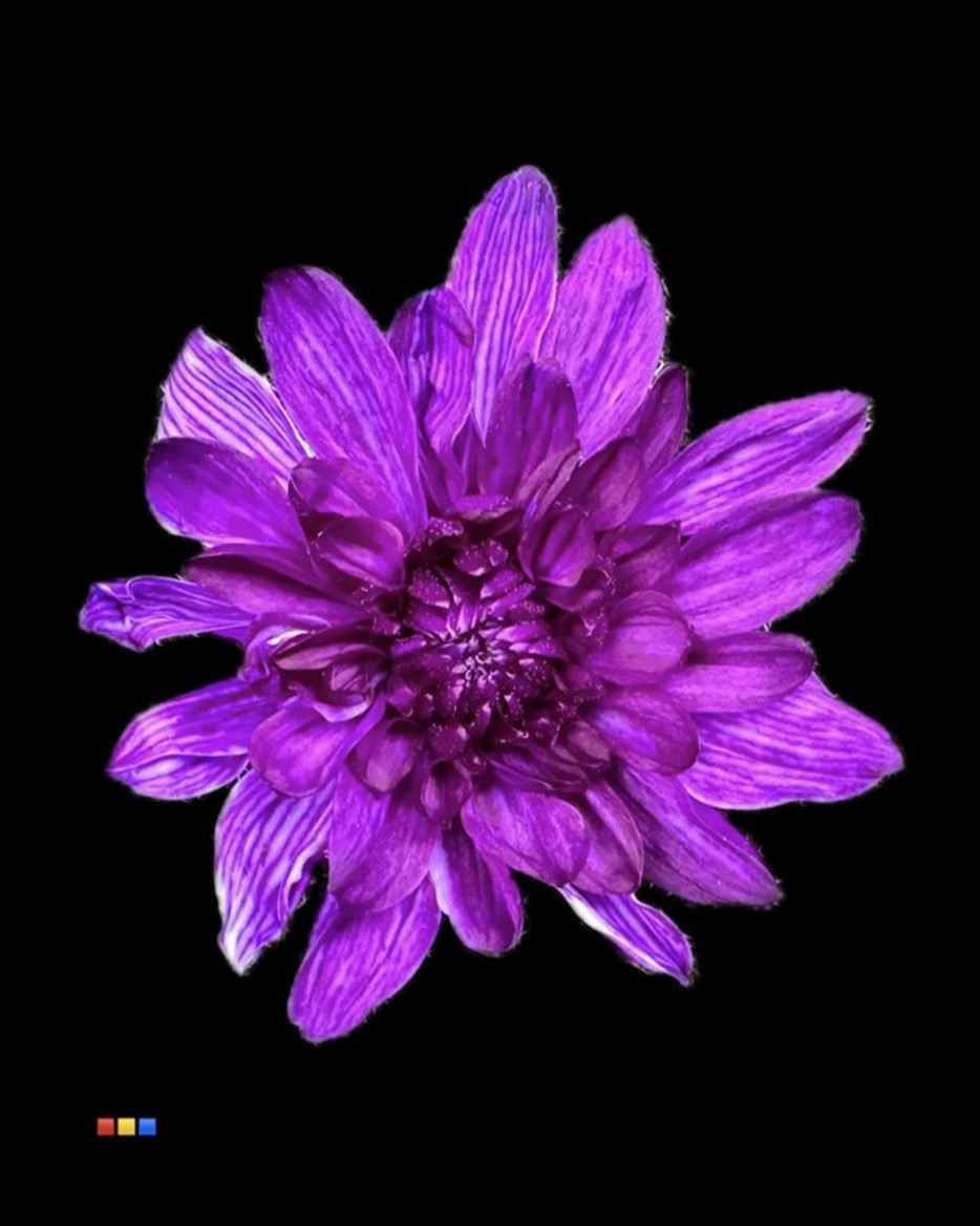 Срезанные цветы оптом Chrys sp paint baltica violet от 60шт из Голландии с доставкой по России