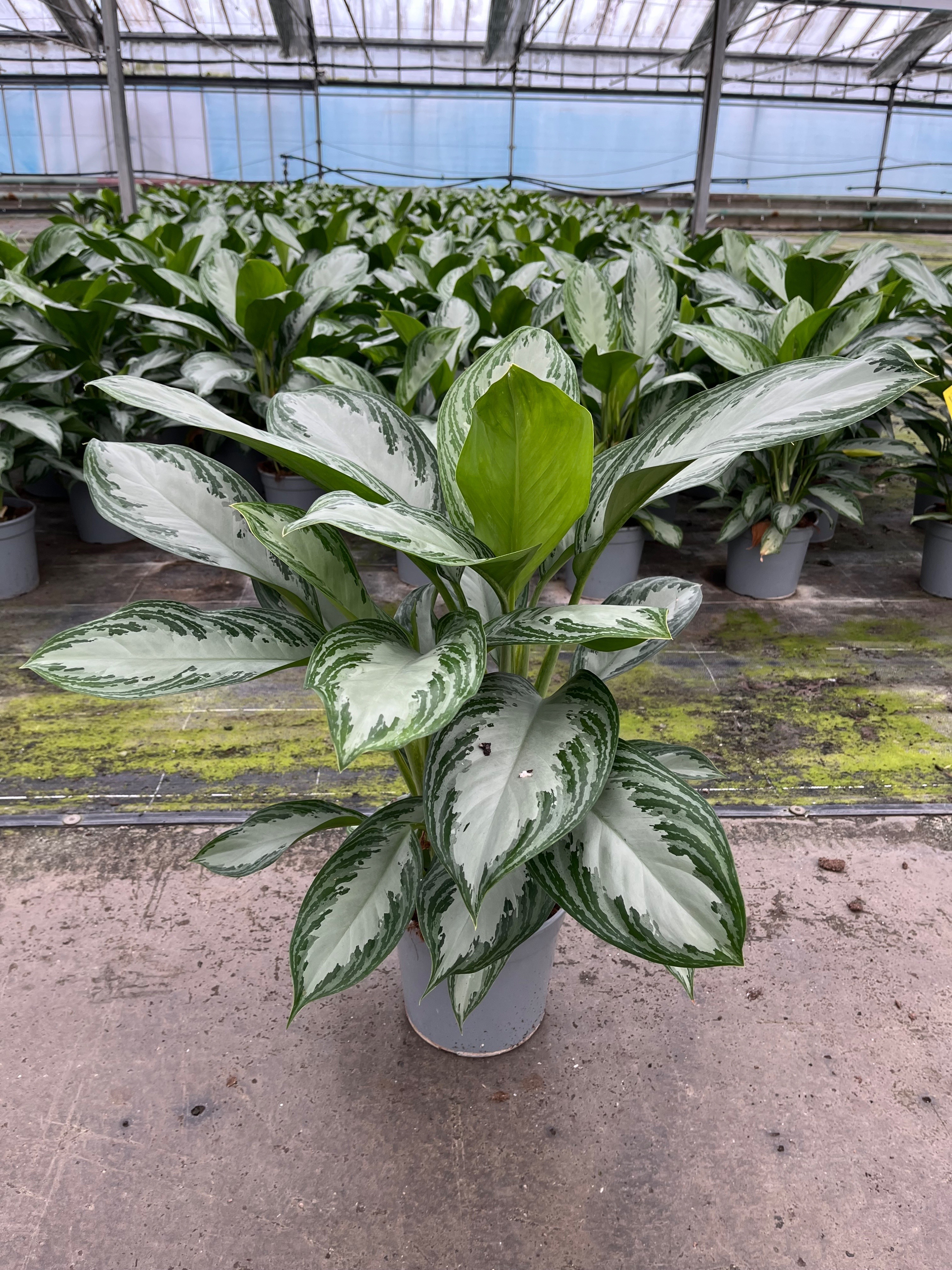 Горшечные цветы и растения оптом Aglaonema Silver Bay 3pp от 1шт из Голландии с доставкой по России