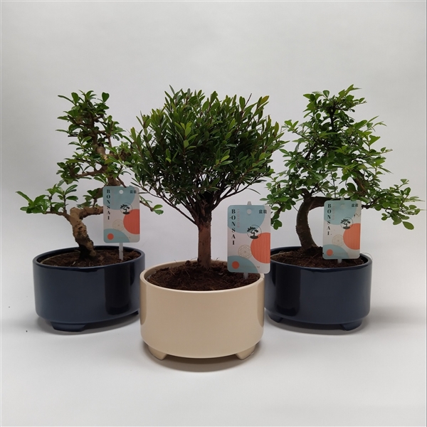 Горшечные цветы и растения оптом Bonsai Mix Modern Royal от 6шт из Голландии с доставкой по России