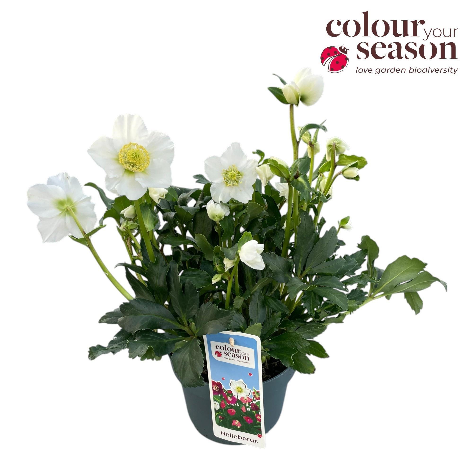 Горшечные цветы и растения оптом Helleborus Niger от 1шт из Голландии с доставкой по России