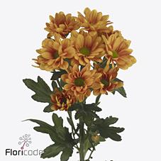 Срезанные цветы оптом Chrys sp kaya+ от 160шт. из Голландии с доставкой по России