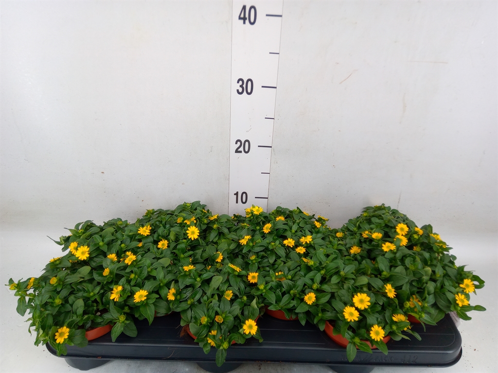 Горшечные цветы и растения оптом Sanvitalia Proc. от 12шт из Голландии с доставкой по России