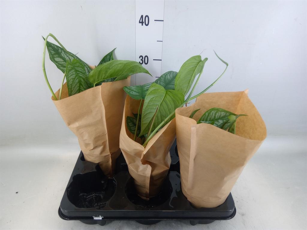 Горшечные цветы и растения оптом Monstera   ... от 3шт из Голландии с доставкой по России