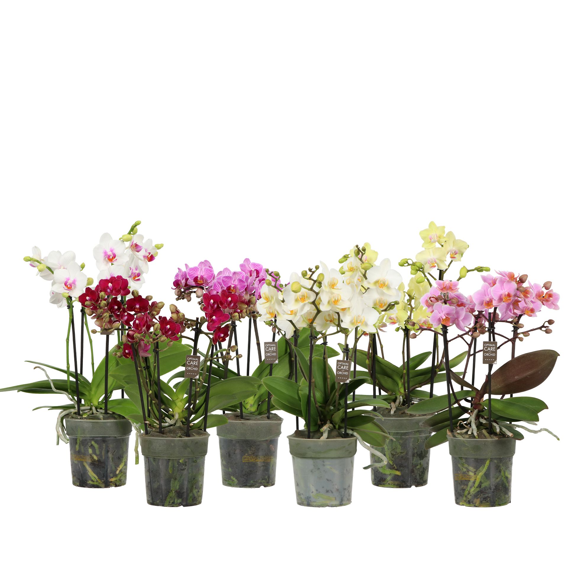 Горшечные цветы и растения оптом Phal Flora P12 Mix 3-5 Spike от 6шт из Голландии с доставкой по России