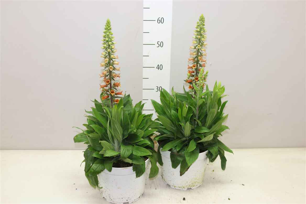 Горшечные цветы и растения оптом Digitalis от 1шт из Голландии с доставкой по России