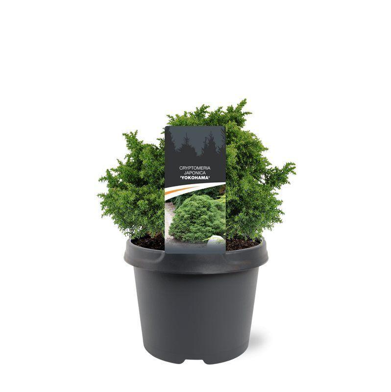 Горшечные цветы и растения оптом Cryptomeria Jap Yokohama от 1шт из Голландии с доставкой по России