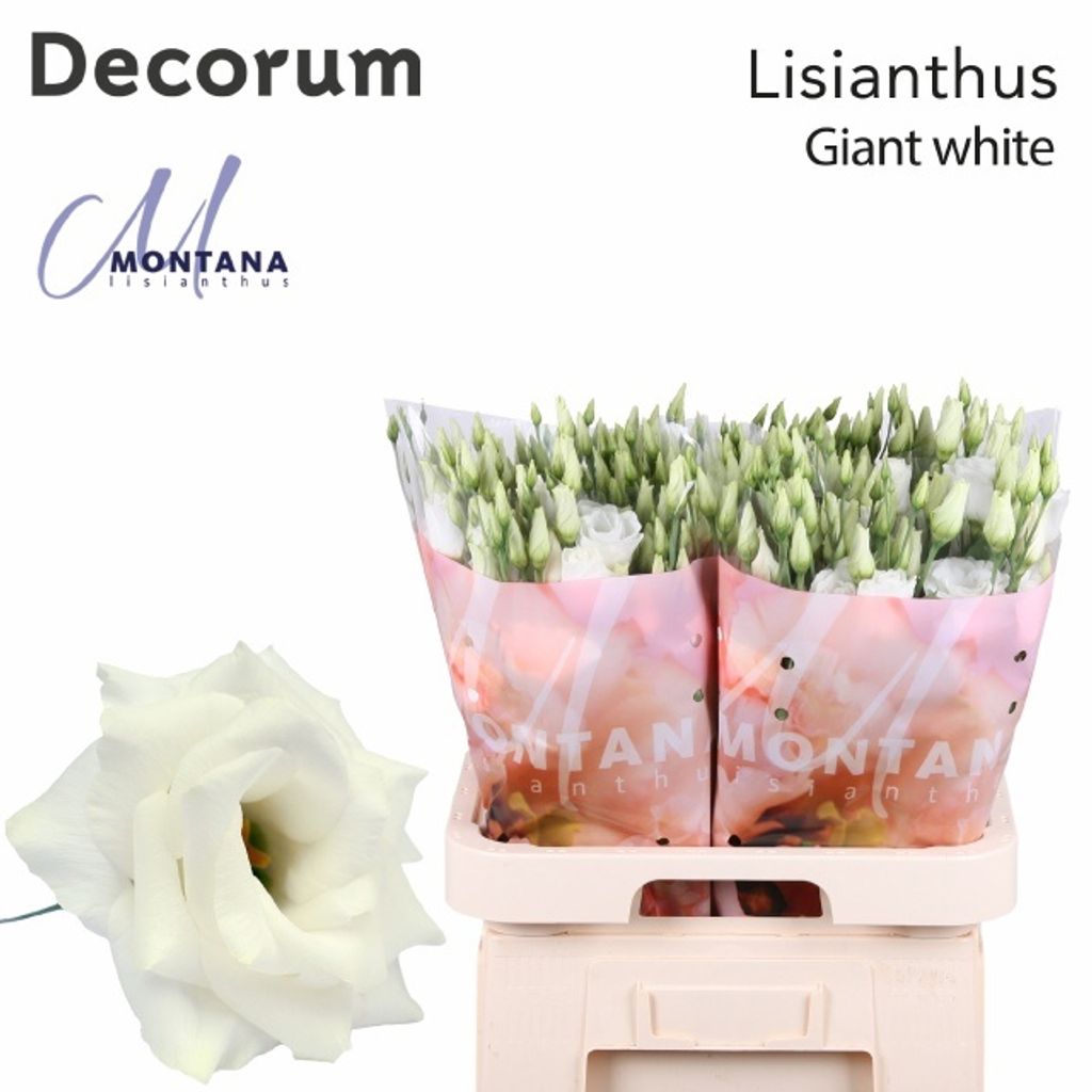 Срезанные цветы оптом Lisianthus do arena giant white от 40шт из Голландии с доставкой по России