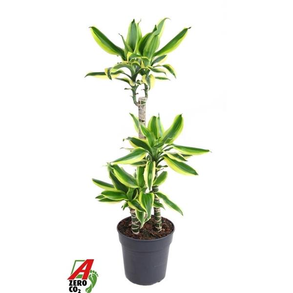 Горшечные цветы и растения оптом Dracaena Lemon Dream 60-30-15 от 1шт из Голландии с доставкой по России