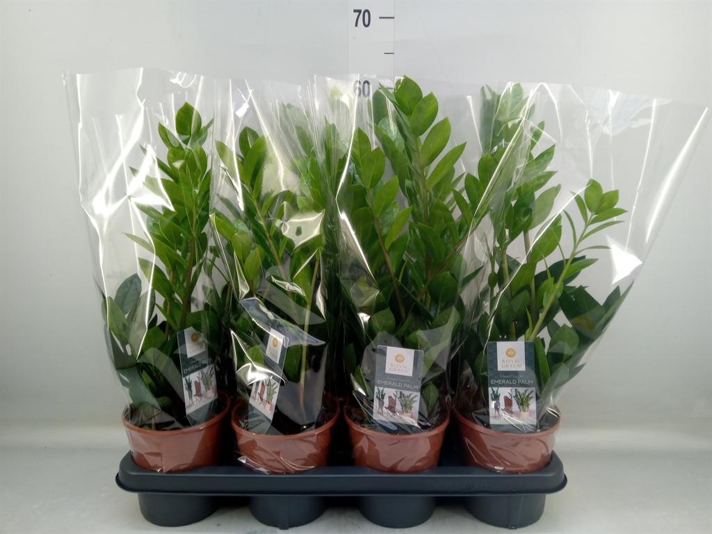 Горшечные цветы и растения оптом Zamioculcas Zamiifolia от 7шт из Голландии с доставкой по России