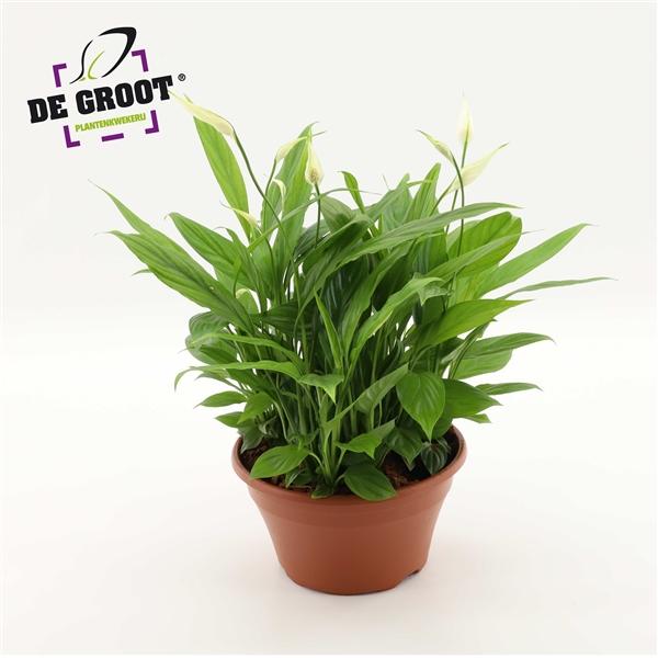 Горшечные цветы и растения оптом Spath In Bowl от 2шт из Голландии с доставкой по России