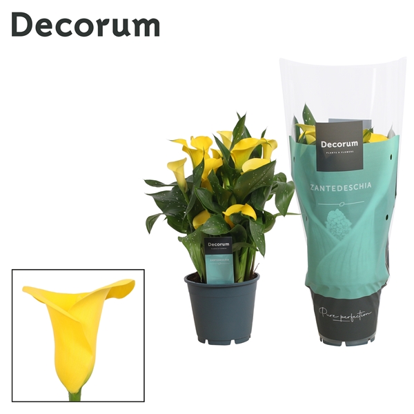 Горшечные цветы и растения оптом Zantedeschia Yellow (decorum) от 8шт из Голландии с доставкой по России