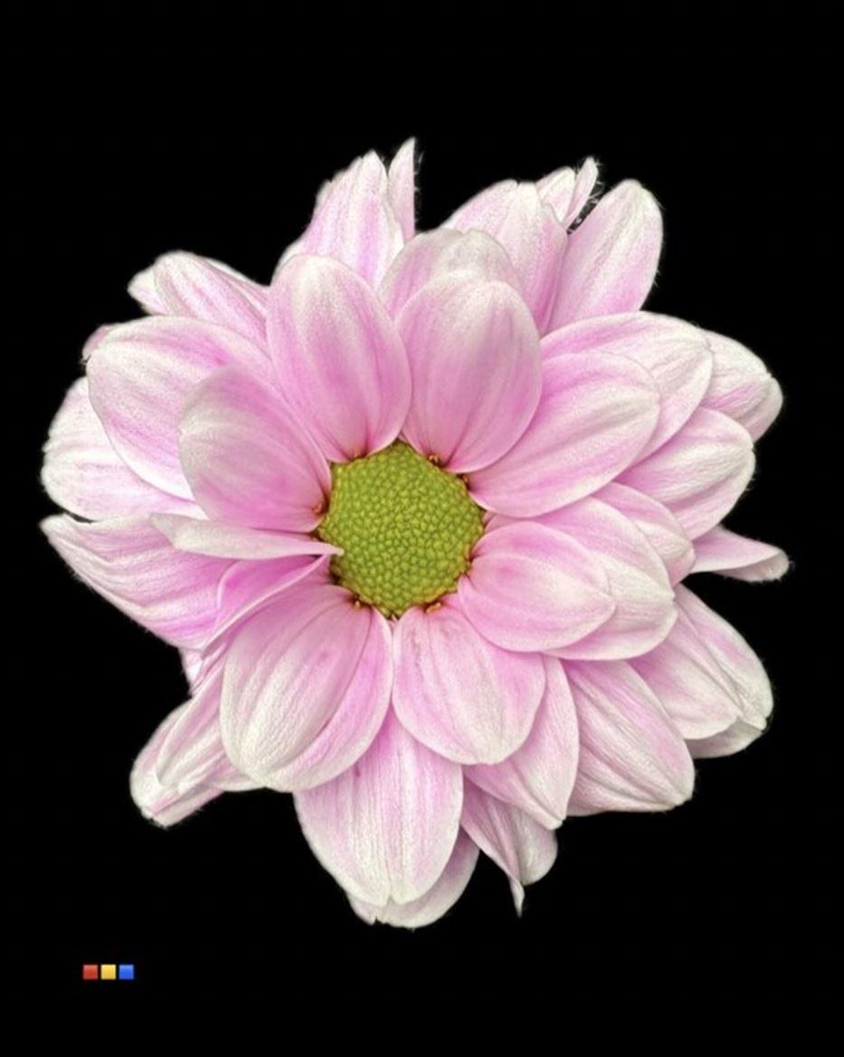 Срезанные цветы оптом Chrys sp paint kennedy pastel cerise от 40шт из Голландии с доставкой по России