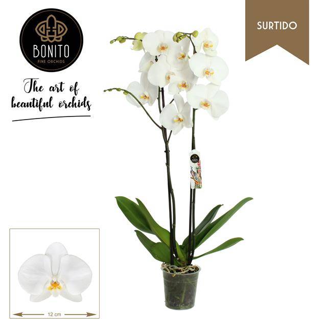 Горшечные цветы и растения оптом Phalaenopsis Windsor от 4шт из Голландии с доставкой по России