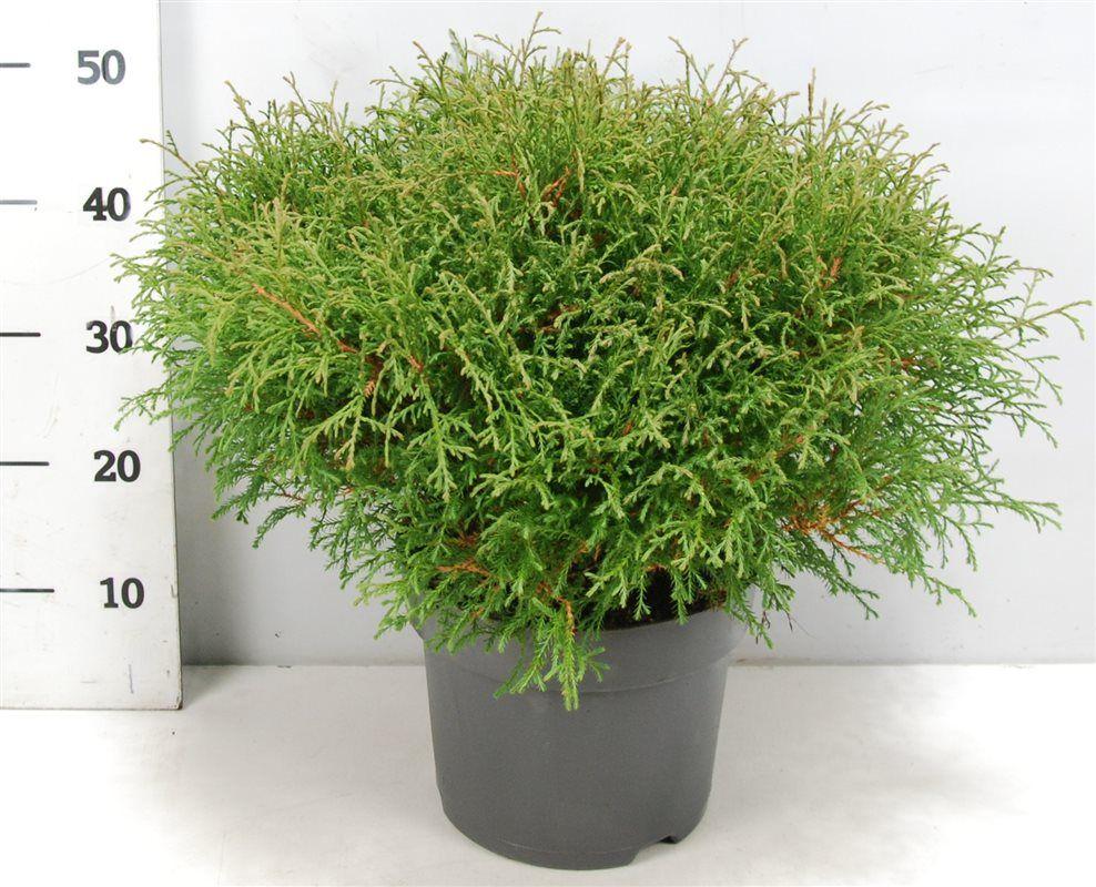 Горшечные цветы и растения оптом Thuja Occ Mr Bowling Ball от 1шт из Голландии с доставкой по России