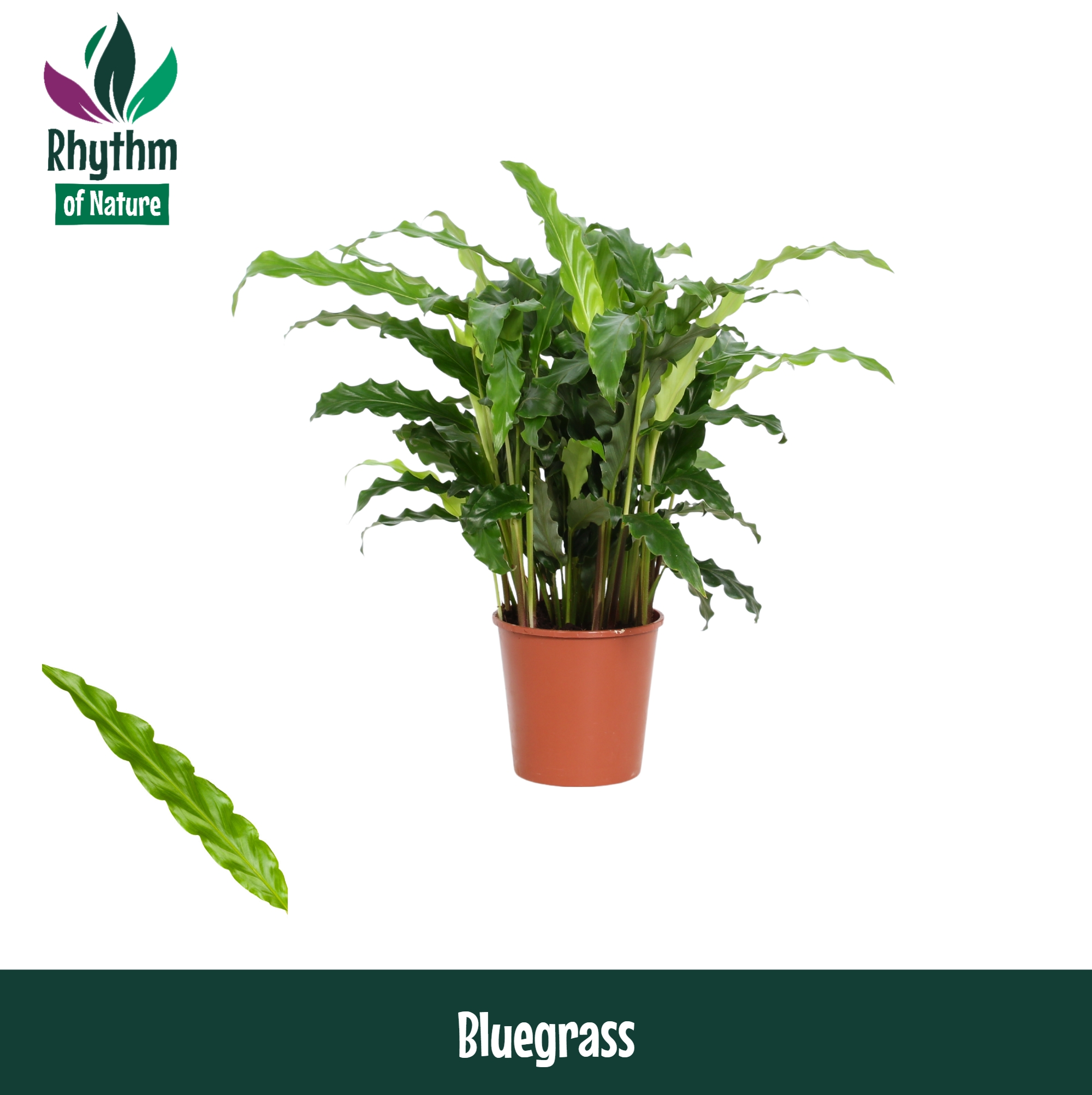 Горшечные цветы и растения оптом Calathea Bluegrass Rhythm Of Nature от 10шт из Голландии с доставкой по России