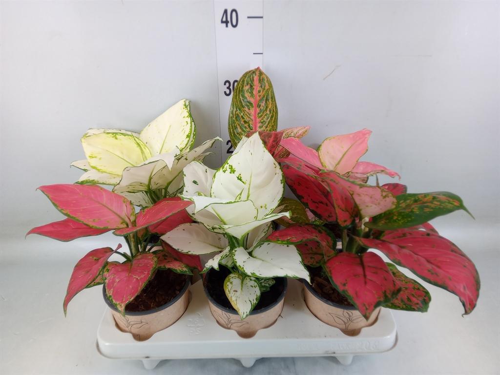 Горшечные цветы и растения оптом Aglaonema   ...mix от 6шт из Голландии с доставкой по России