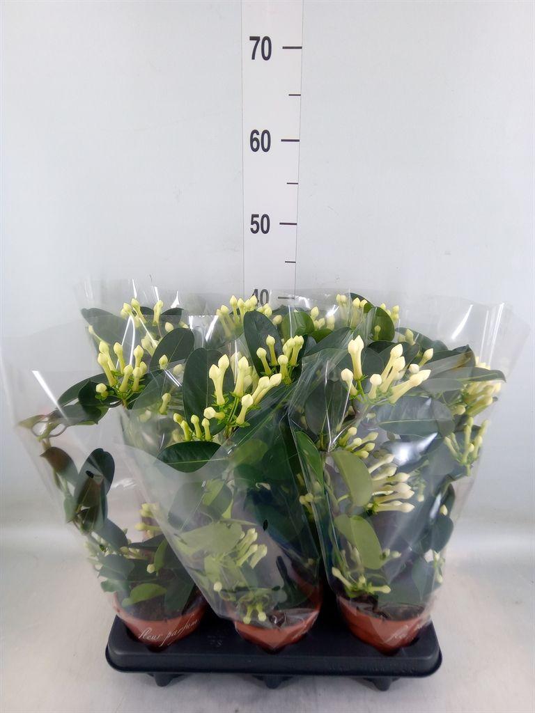 Горшечные цветы и растения оптом Stephanotis Floribunda   ... от 6шт из Голландии с доставкой по России