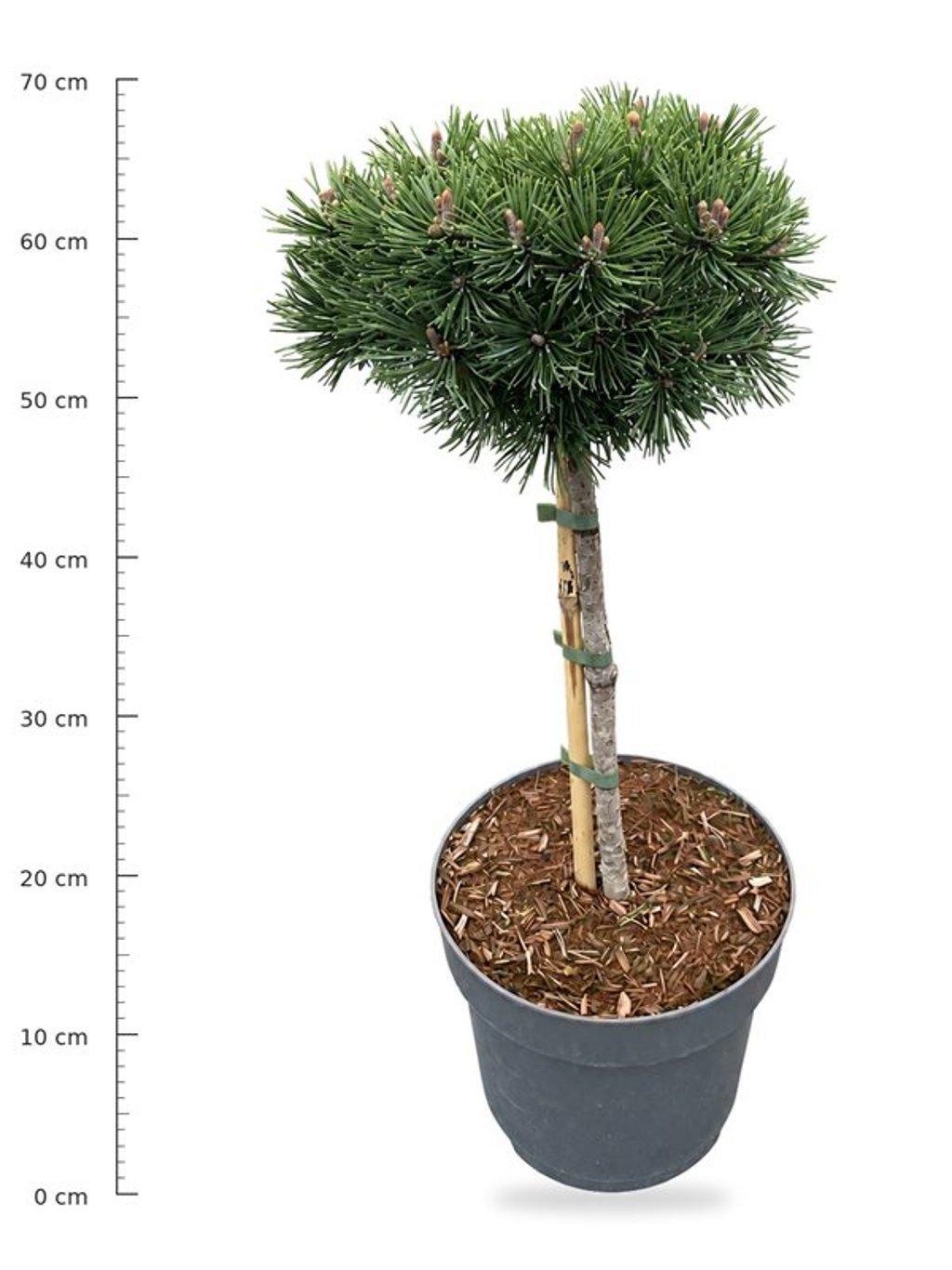Горшечные цветы и растения оптом Pinus Mugo Mops On Stem от 1шт из Голландии с доставкой по России