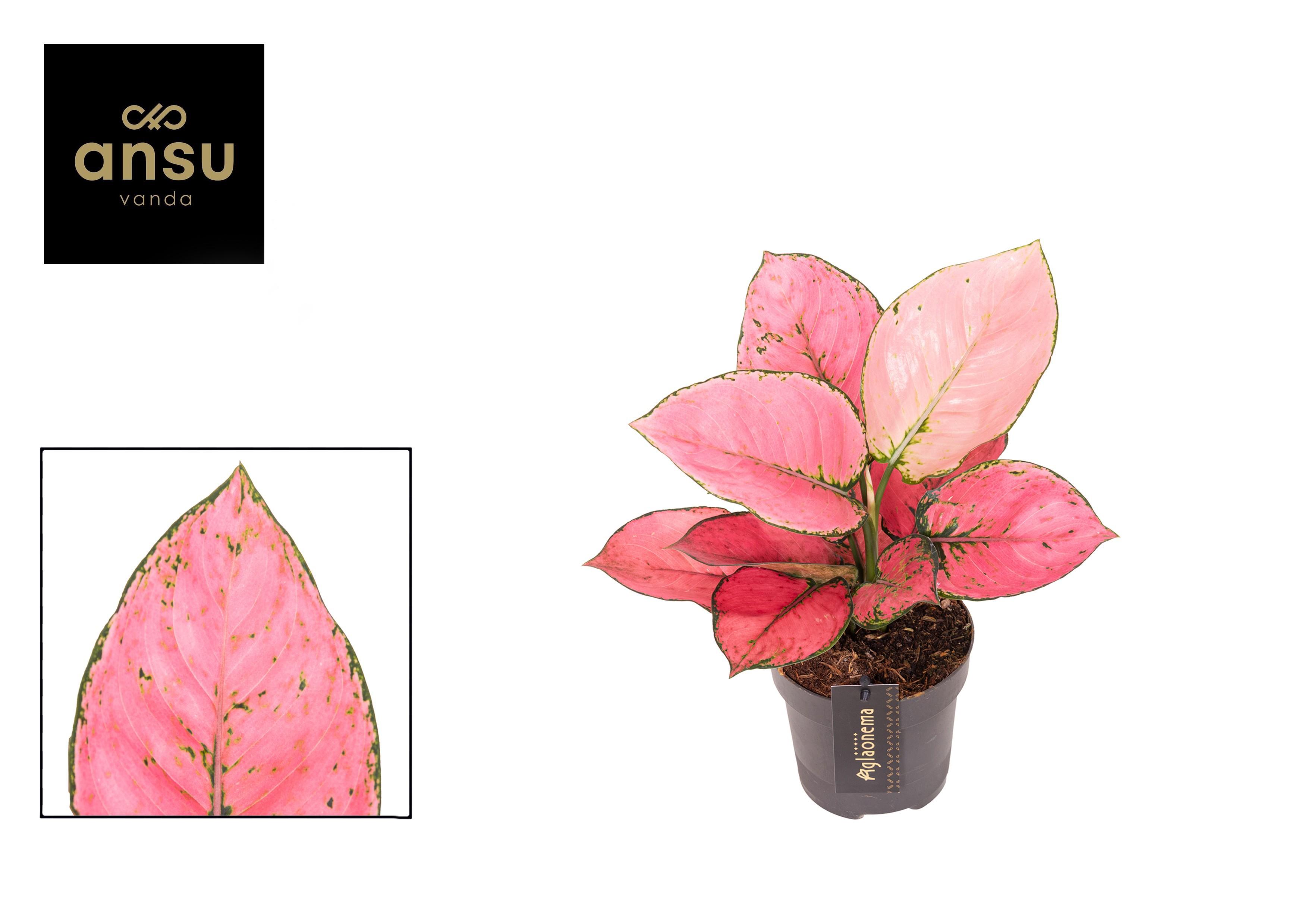 Горшечные цветы и растения оптом Aglaonema Rose Red от 6шт из Голландии с доставкой по России