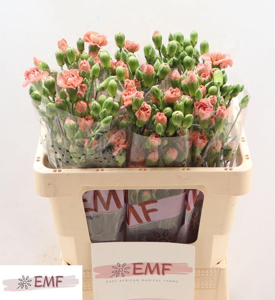 Срезанные цветы оптом Dianthus sp miss indie от 60шт из Голландии с доставкой по России