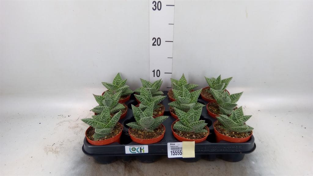 Горшечные цветы и растения оптом Aloe   ... от 12шт (для телеги) из Голландии с доставкой по России