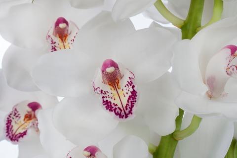 Срезанные цветы оптом Cymbidium white vanity от 12шт из Голландии с доставкой по России