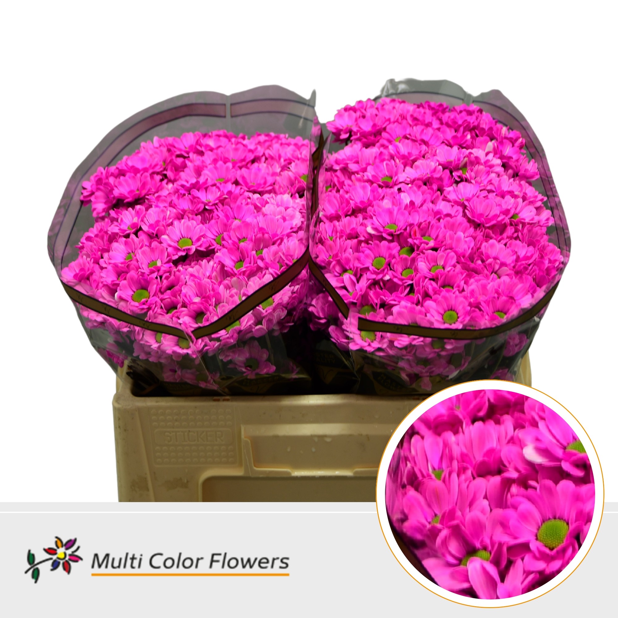 Срезанные цветы оптом Chrys sa paint bowie cerise от 50шт из Голландии с доставкой по России