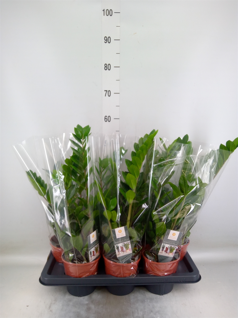 Горшечные цветы и растения оптом Zamioculcas Zamiifolia от 7шт из Голландии с доставкой по России