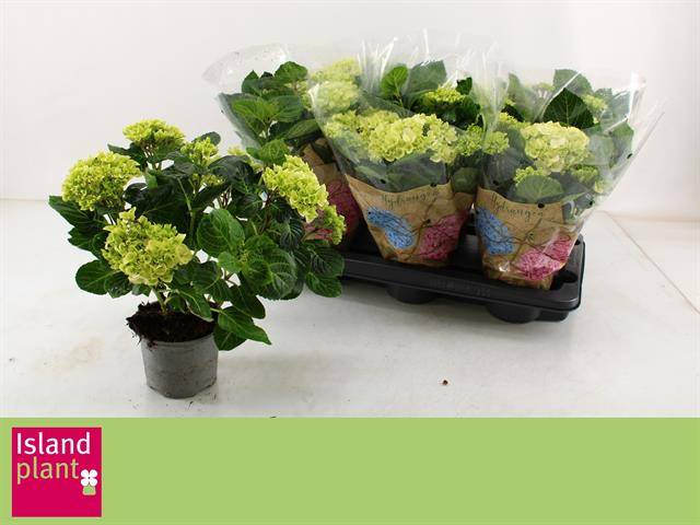 Горшечные цветы и растения оптом Hydrangea Ma Schneeball White 5+ от 6шт из Голландии с доставкой по России