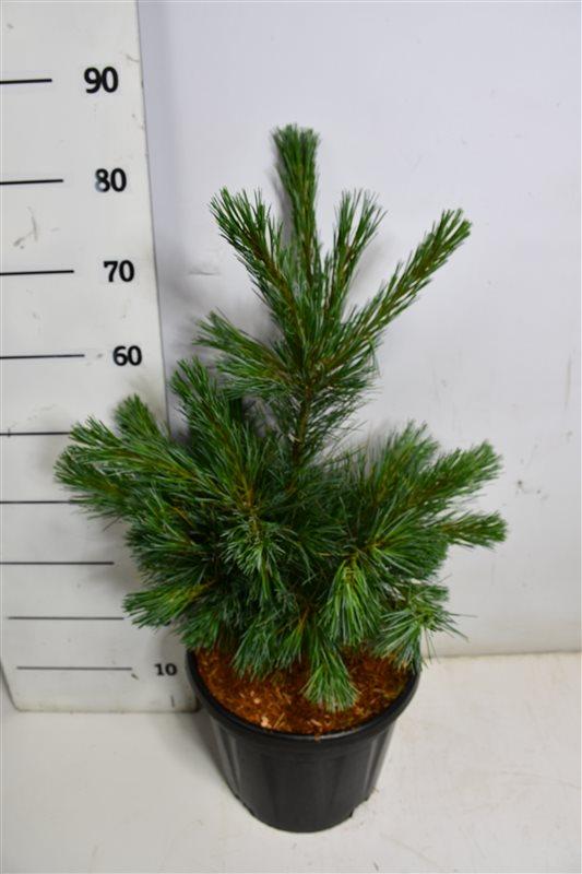 Горшечные цветы и растения оптом Pinus Monticola Ammerland от 1шт из Голландии с доставкой по России