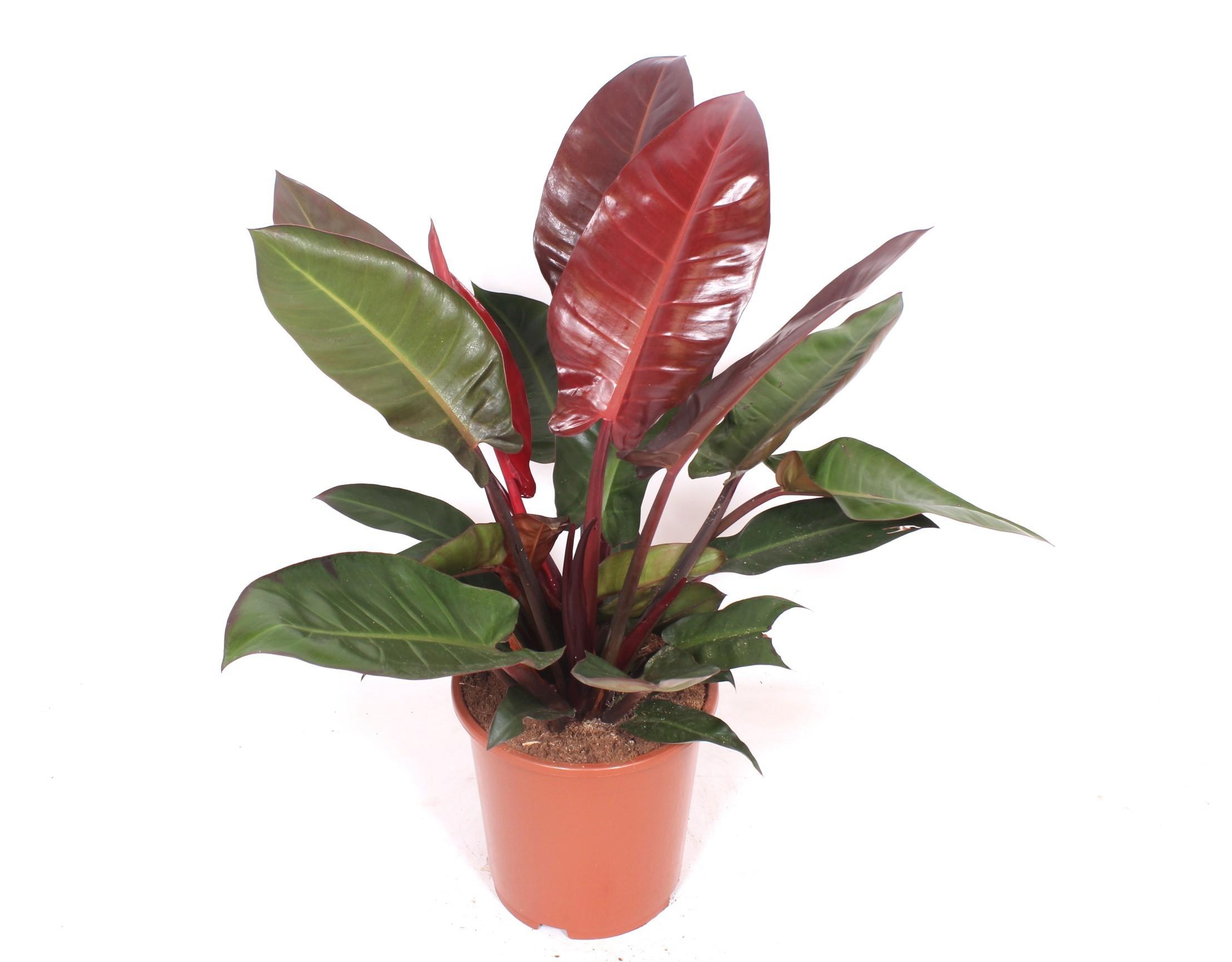Горшечные цветы и растения оптом Philodendron Sun Red от 1шт из Голландии с доставкой по России