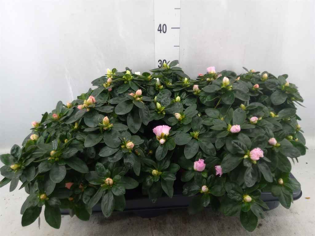 Горшечные цветы и растения оптом Rhododendron Si   ... от 4шт из Голландии с доставкой по России