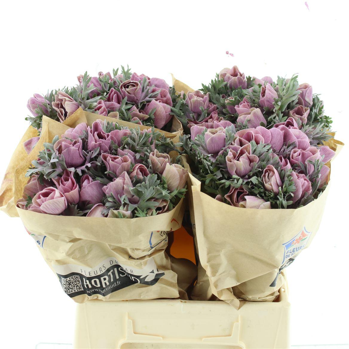 Срезанные цветы оптом Anemone powder lie de vin dark от 120шт из Голландии с доставкой по России