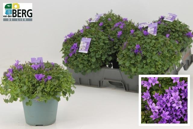 Горшечные цветы и растения оптом Camp Portenschlagian от 5шт (для телеги) из Голландии с доставкой по России