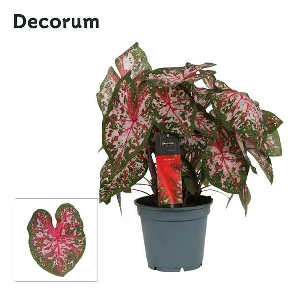 Горшечные цветы и растения оптом Caladium Pink (decorum) от 6шт из Голландии с доставкой по России