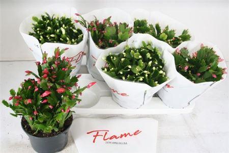 Горшечные цветы и растения оптом Schlumbergera Flame Mix 80+ от 6шт из Голландии с доставкой по России