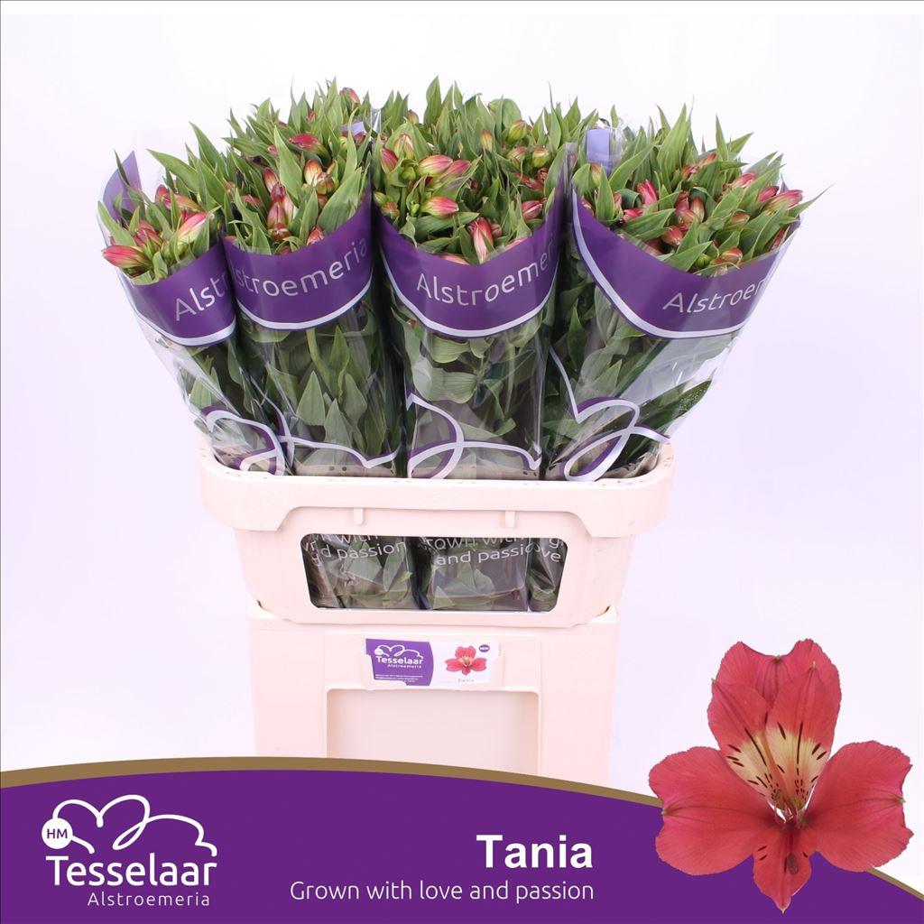 Срезанные цветы оптом Alstroemeria tania от 80шт из Голландии с доставкой по России