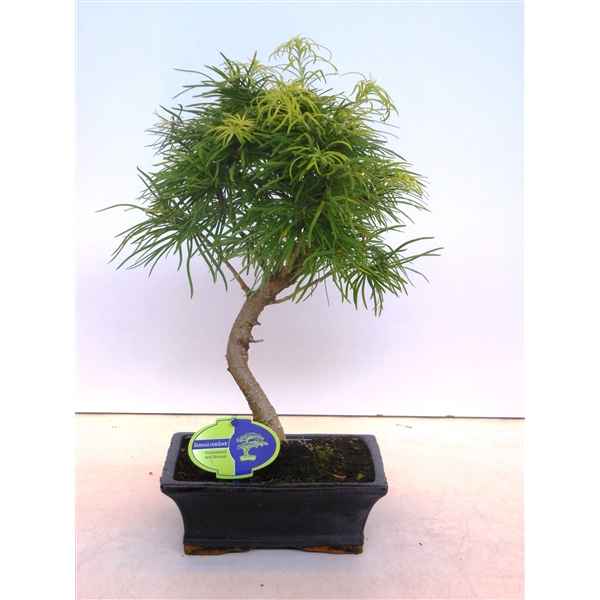 Горшечные цветы и растения оптом Bonsai Pseudolarix Amabilis 20 Cm Shape от 5шт из Голландии с доставкой по России