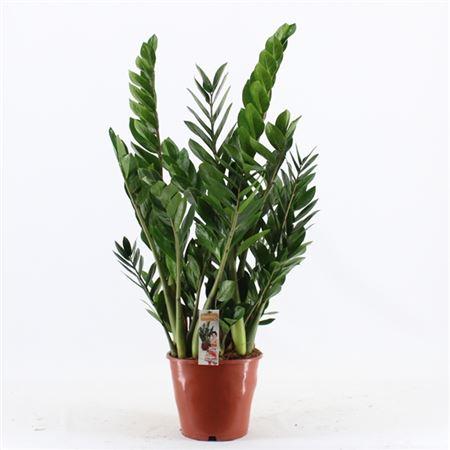 Горшечные цветы и растения оптом Zamioculcas 8+ от 1шт из Голландии с доставкой по России