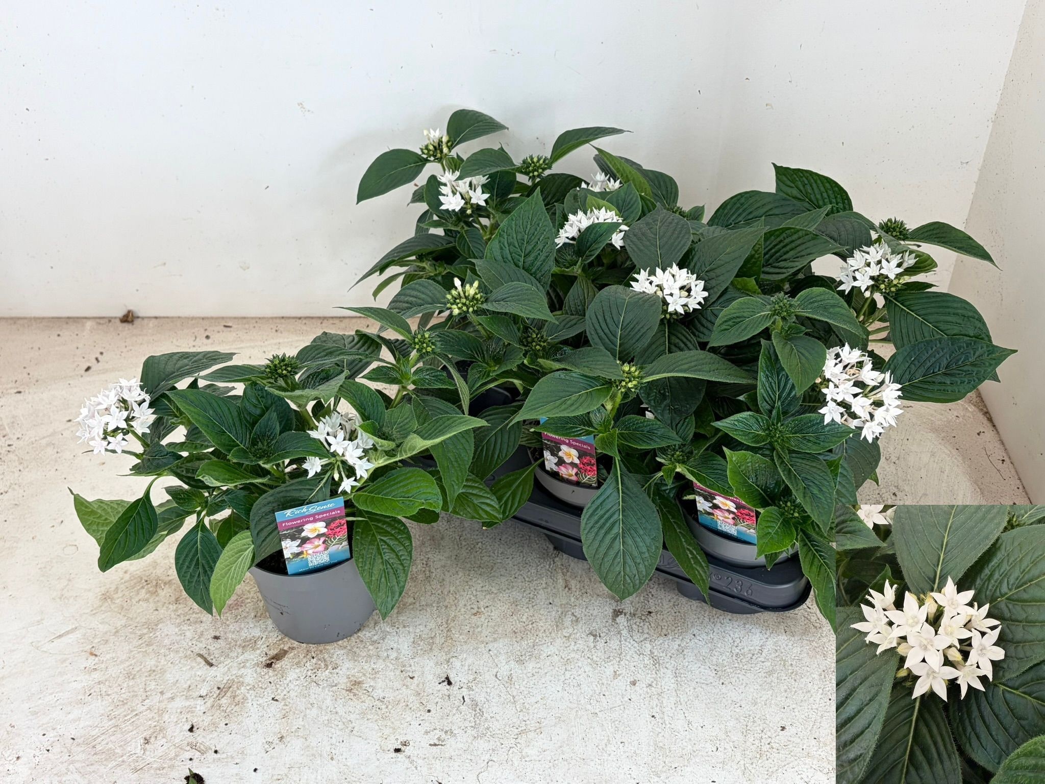 Горшечные цветы и растения оптом Pent Starcluster Whi от 6шт из Голландии с доставкой по России