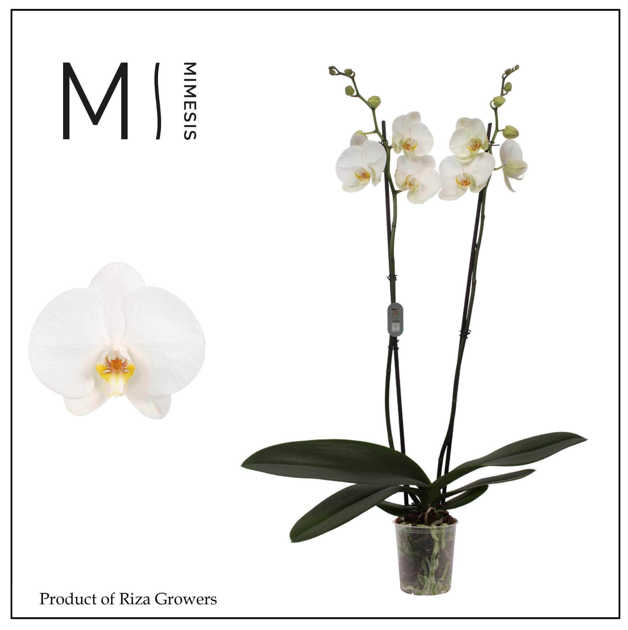 Горшечные цветы и растения оптом Phalaenopsis Tokyo 2 Spike – 12cm | Mimesis от 10шт из Голландии с доставкой по России