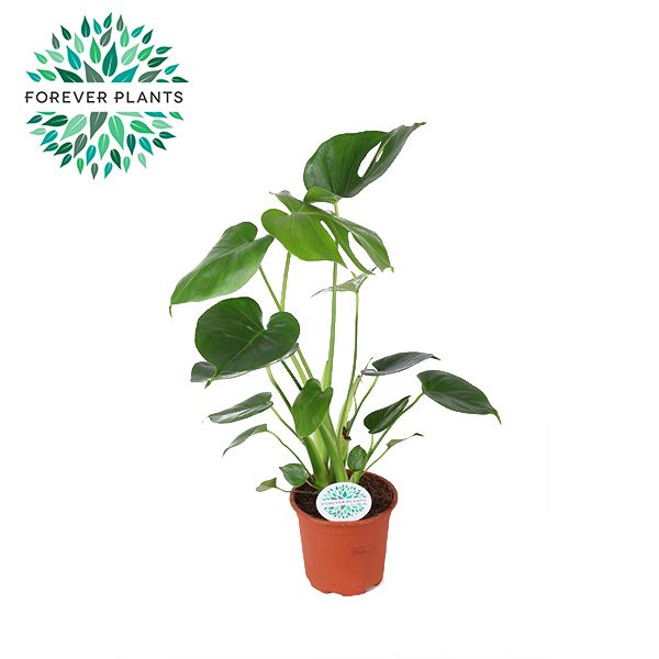 Горшечные цветы и растения оптом Monstera Deliciosa от 8шт из Голландии с доставкой по России