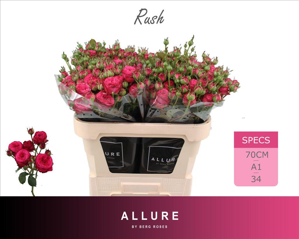 Срезанные цветы оптом Rosa spray rush от 25шт из Голландии с доставкой по России