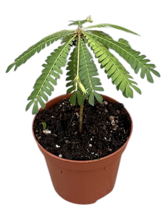 Горшечные цветы и растения оптом Biophytum Sensitivum от 14шт (для телеги) из Голландии с доставкой по России