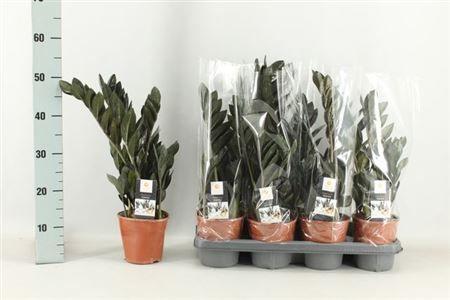 Горшечные цветы и растения оптом Zamio Raven 4+ Black от 7шт из Голландии с доставкой по России